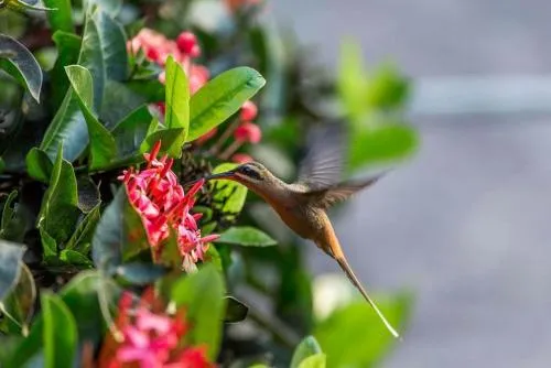 Hotel Fazenda Colibri