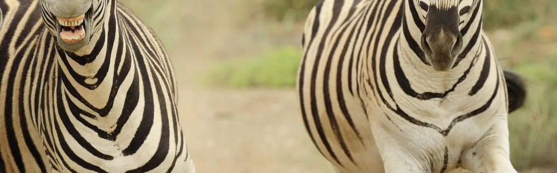 SANBONA WILDLIFE RESERVE