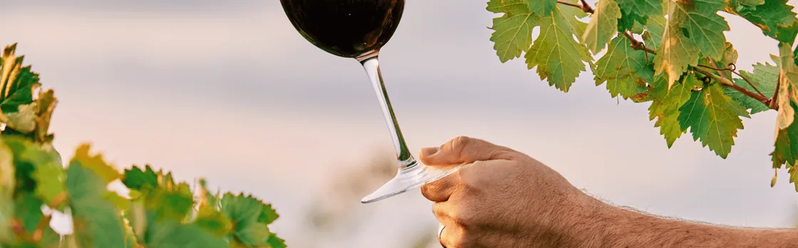 Wine cellar visit and tasting with lunch included  in La Rioja