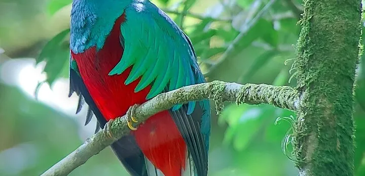 Monteverde Cloud Forest Wildlife Tour with a Local Naturalist