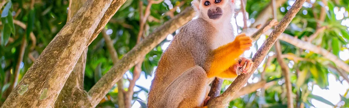 Monkeyland Safari and Countryside Home Visit
