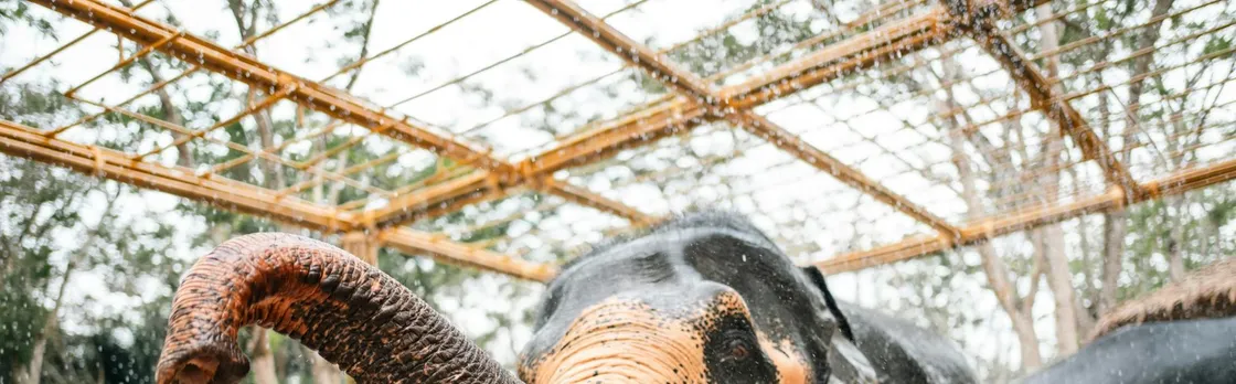 Half day elephant encounter from Phuket
