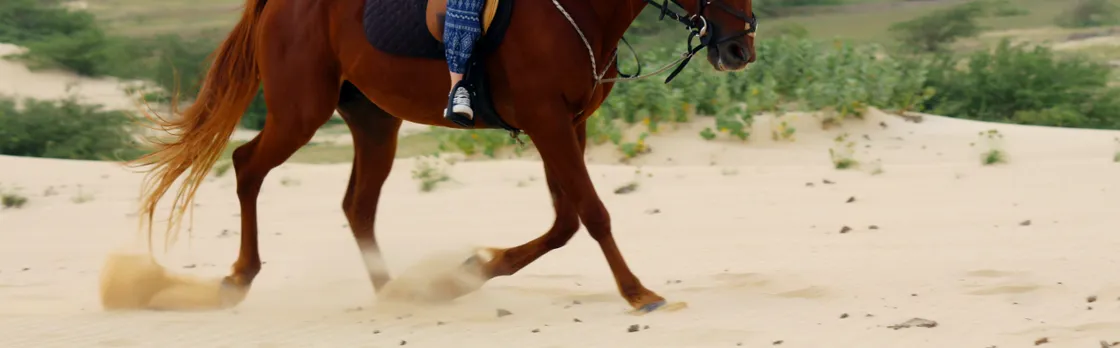 Boa Vista horse riding experience
