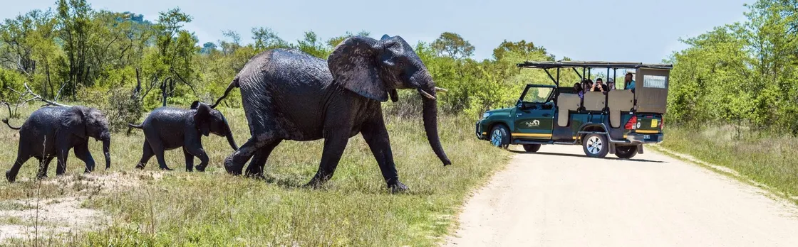 Kruger National Park full-day safari from Hazyview