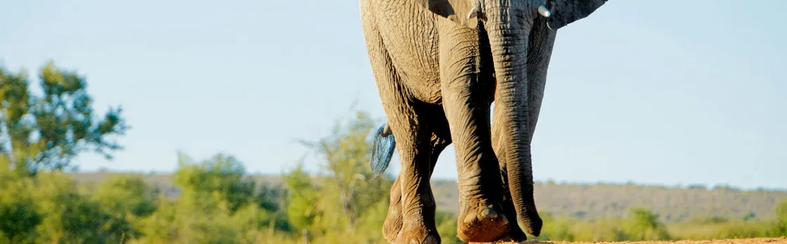 Four-day Kenyan wildlife safari through Tsavo East and Amboseli
