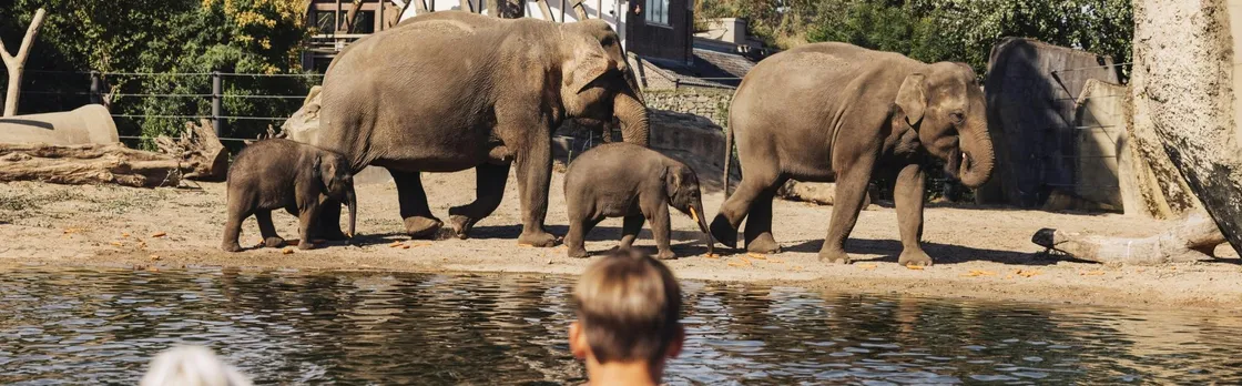 ARTIS Amsterdam Royal Zoo entrance ticket