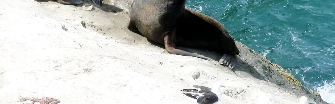 Peninsula Valdes and sea lions reserve tour from Puerto Madryn