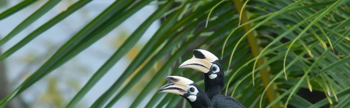 Desaru Coast birdwatching guided experience