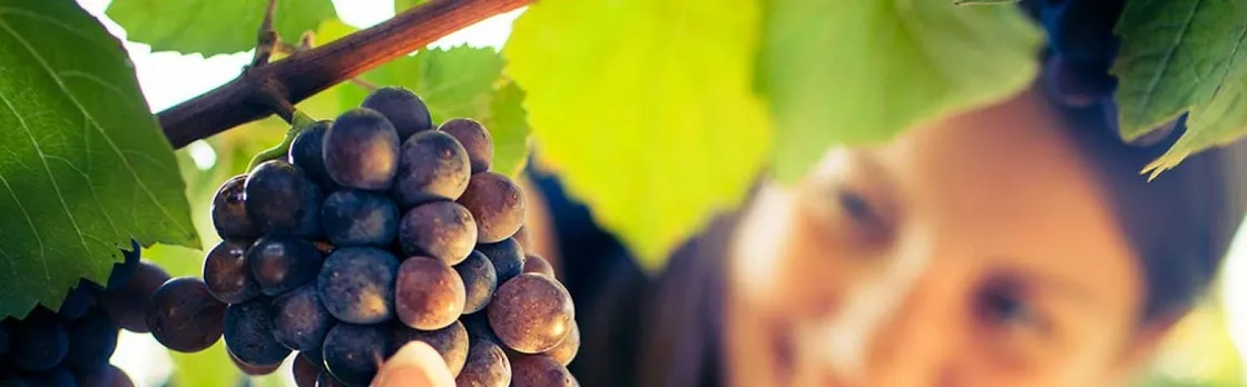 San Gimignano, Chianti and Montalcino Tour from Siena with Wine Tasting