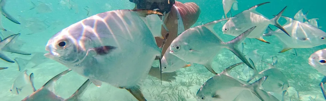 Punta Cana coral reef restoration and snorkelling experience