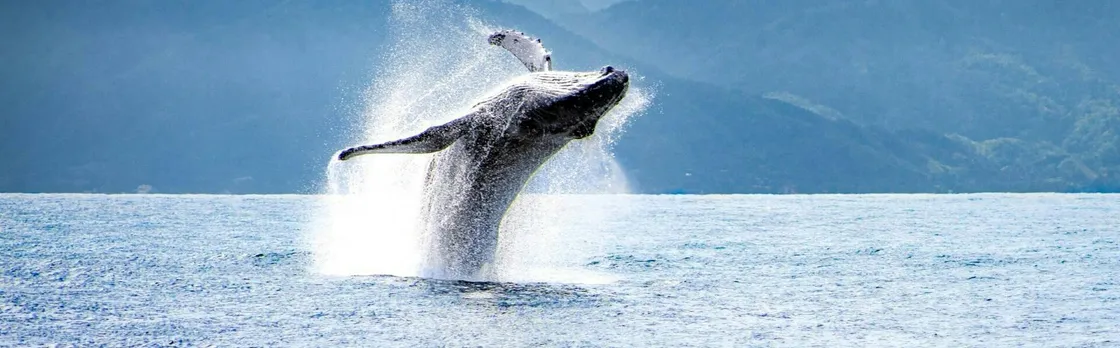 Puerto Vallarta whale-watching catamaran tour