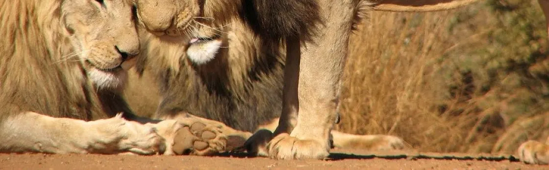 Pilanesberg National Park Safari with Sun City from Johannesburg
