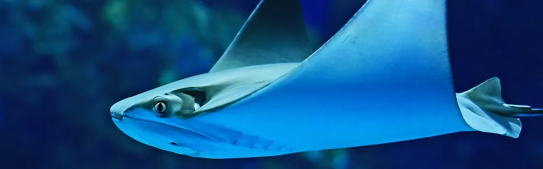 Cairns Aquarium admission ticket