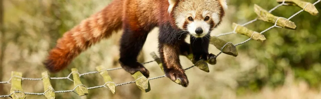 Entry ticket to the AquaZoo wildlife park in Leeuwarden