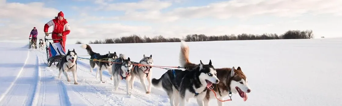 20km Husky sleigh ride adventure