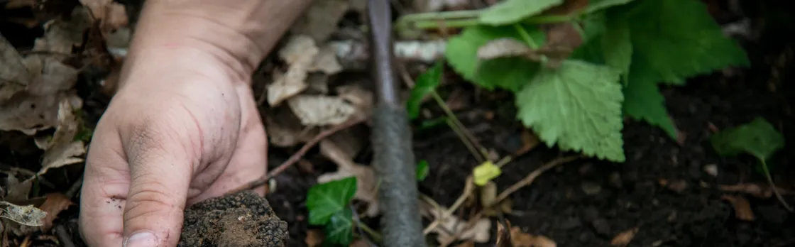 Burgundy truffle hunting demonstration and truffle lunch