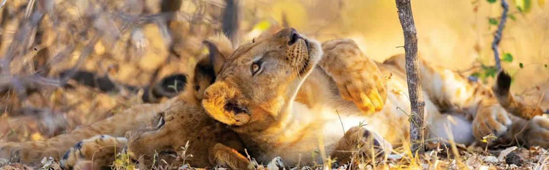 Nyerere National Park two-day safari with bush walk and boat cruise