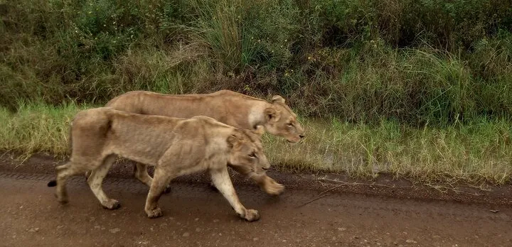 Half Day Nairobi National Park