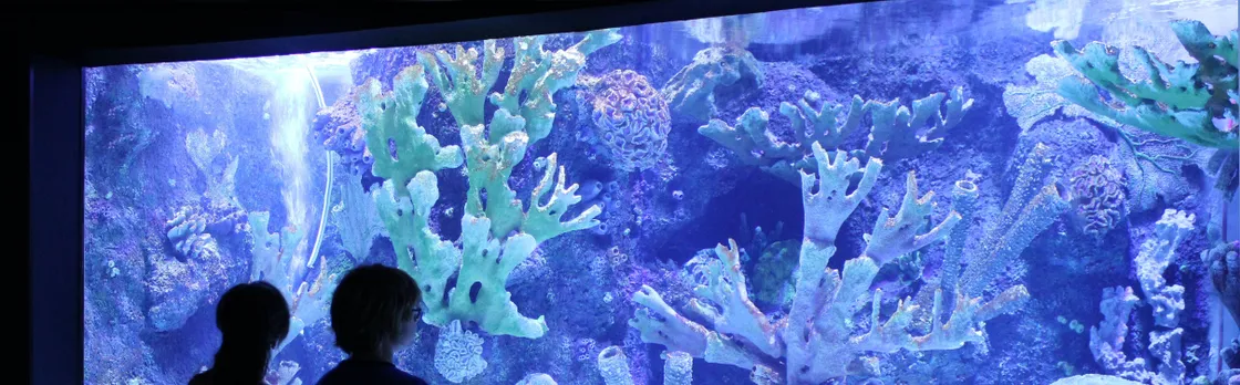 Antalya Aquarium with Shuttle