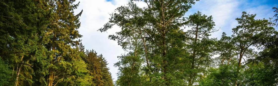 Audio-guided driving tour to Redwood National & State Parks