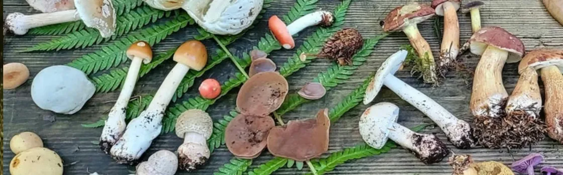 Mushroom foraging guided hike in Karlsruhe