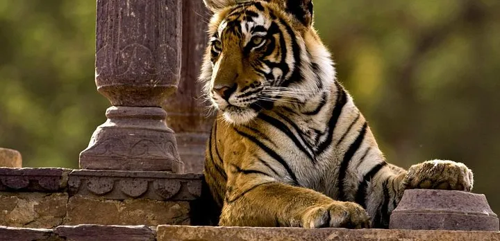 2 Days: Ranthambore Tiger Safari From Jaipur With Drop At Agra