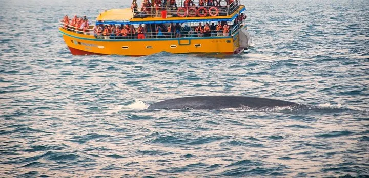 Mirissa Whale Watching Tour From Koggala