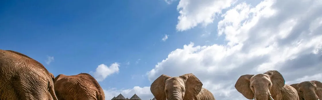 Two-day wildlife safari from Mombasa with stay at Salt Lick Lodge
