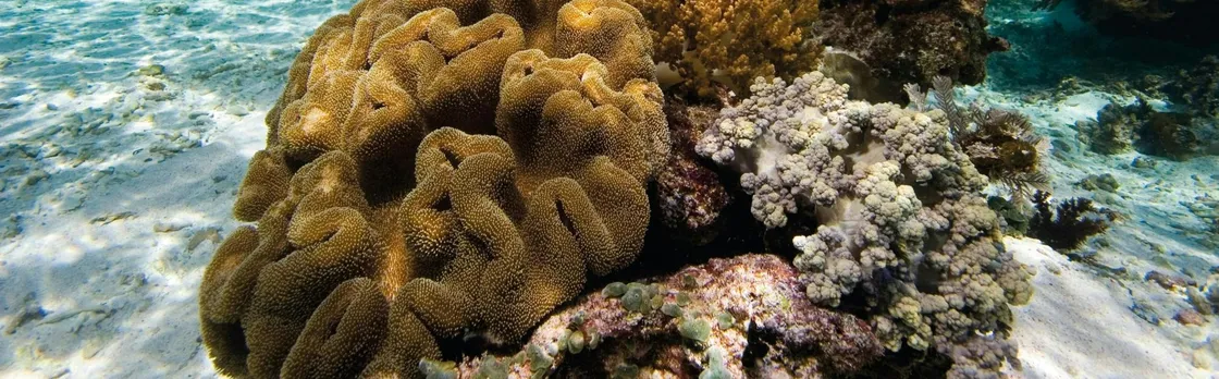 Snorkel tour with Binibeca Diving – ticket with transfers