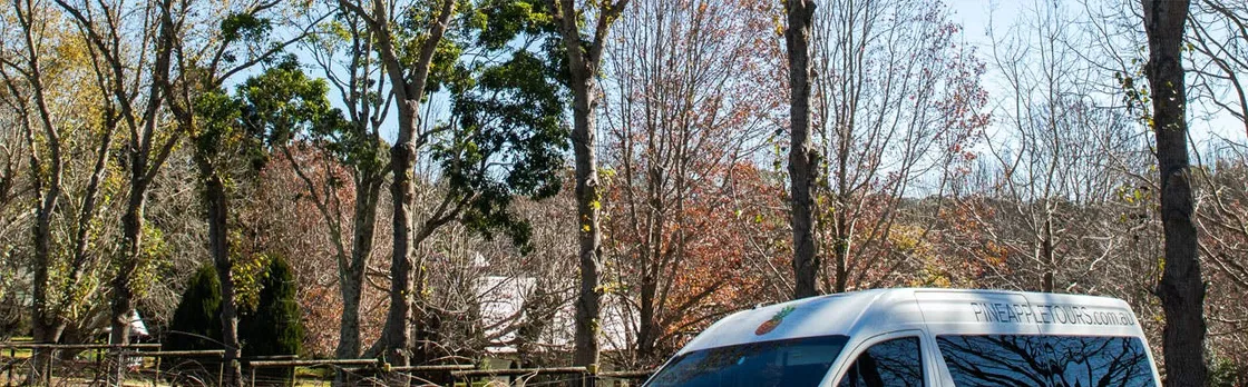 Guided Mount Tamborine wine tour from Gold Coast with lunch