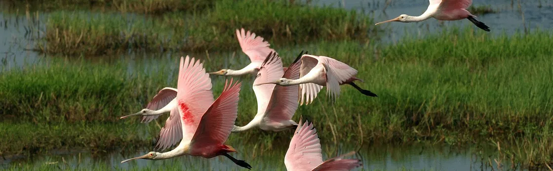 Everglades National Park full-day adventure tour with dry hike