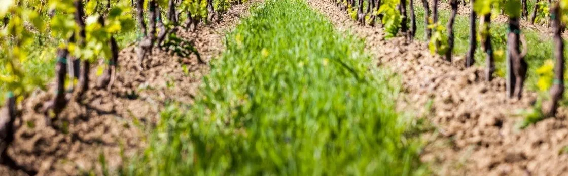 Guided wine tasting tour in San Valentino vineyards