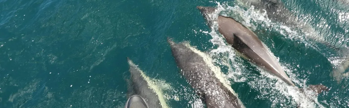 Dolphin watching in Tarifa from the coast of Cádiz with pickup