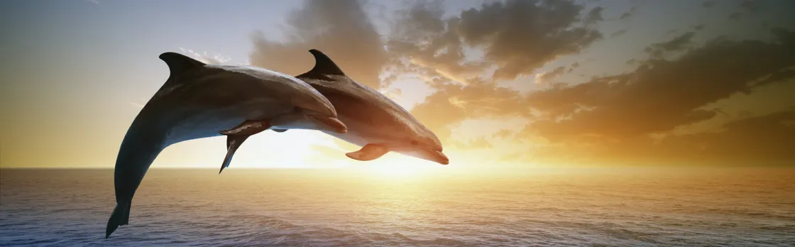 Dolphin watching tour from RIU Atoll and RIU Palace Maldivas