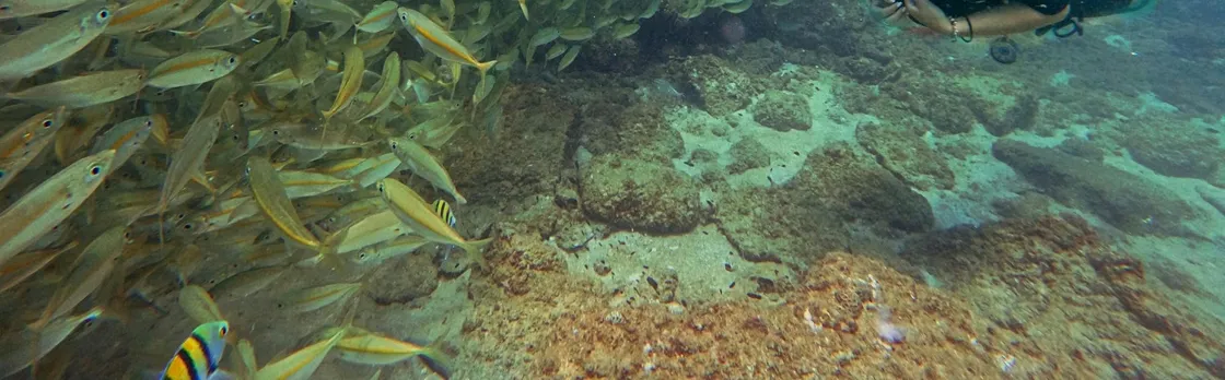 Fujairah two dives for certified divers