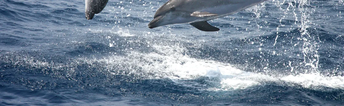Dolphin-watching and Tarifa tour