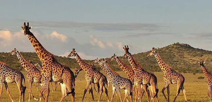 4-Day From Zanzibar Manyara, Serengeti & Ngorongoro Best Luxury Safari