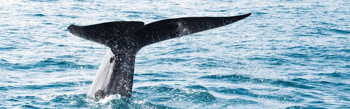 Whale & Dolphin Watching Boat Trip with Trincomalee Tour from the East Coast