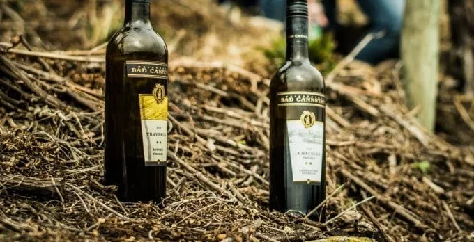 Guided wine walk with wine tasting near Stuttgart