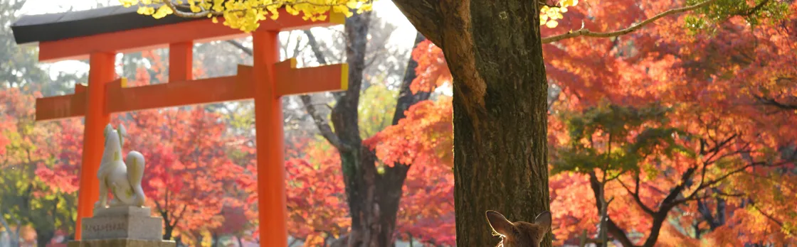 Nara half-day walking tour