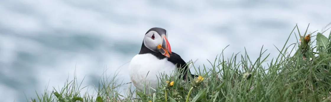 Puffin tour Iceland: Húsavík whale watching and puffins