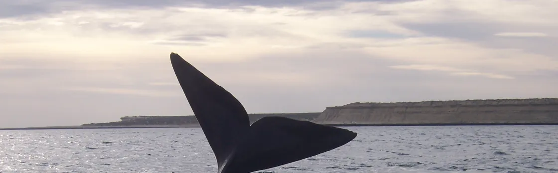 Peninsula Valdes with whale watching - Full day tour