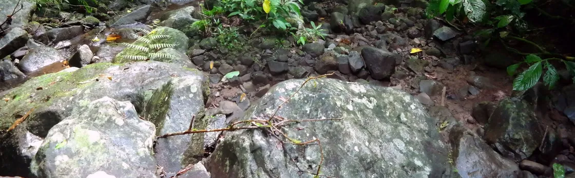 Deep jungle trekking by BJT