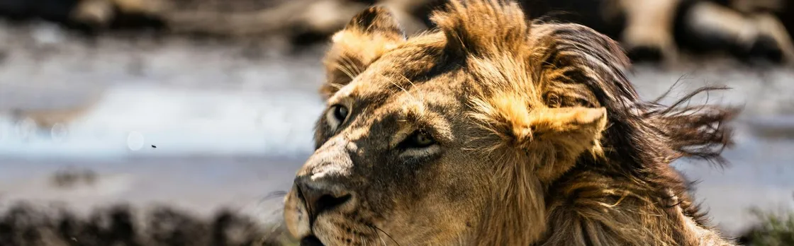 Mikumi National Park one-day safari with flights from Zanzibar