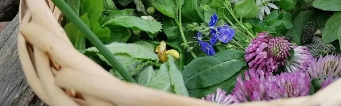 Wild plant foraging guided walk in Baden-Baden