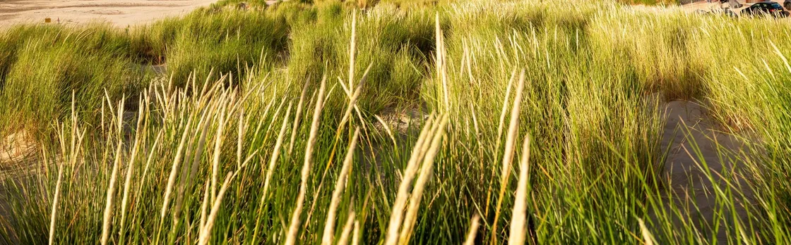 Day trip to the Island of Texel with a guide