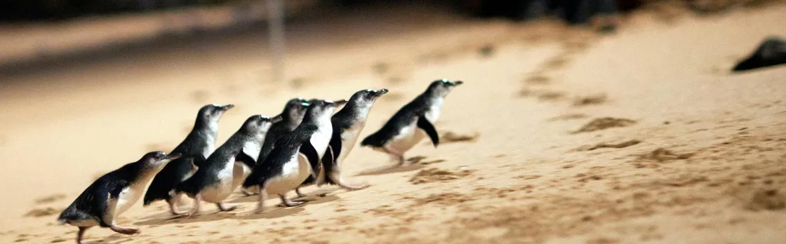Phillip Island Penguin Parade small-group tour