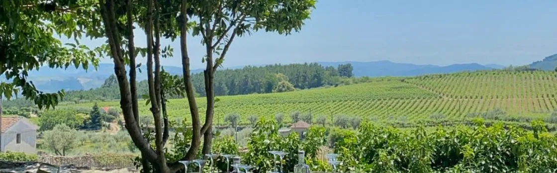 Full-day wine tour of Douro Valley