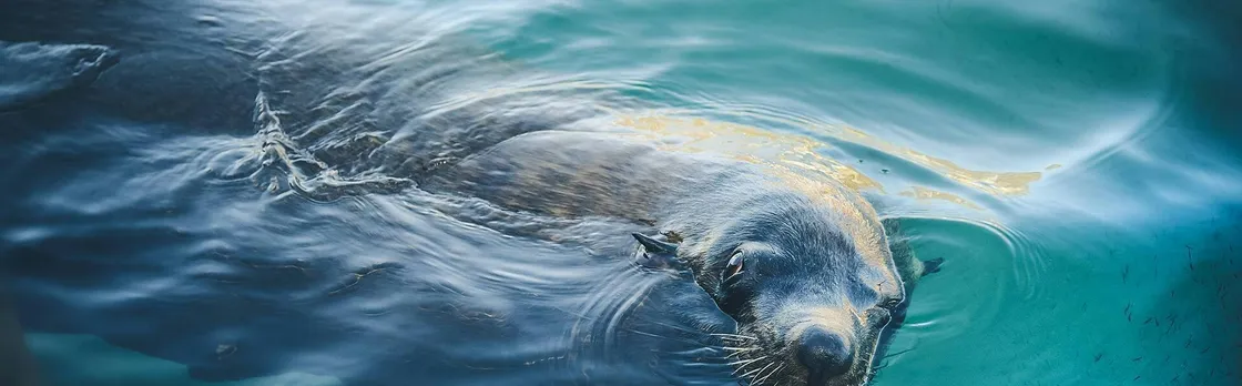 Cabo San Lucas Glass-Bottom boat cruise without transfer