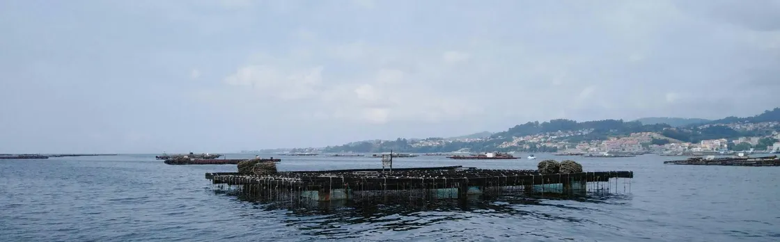Vigo estuary catamaran tour with mussel tasting and wine